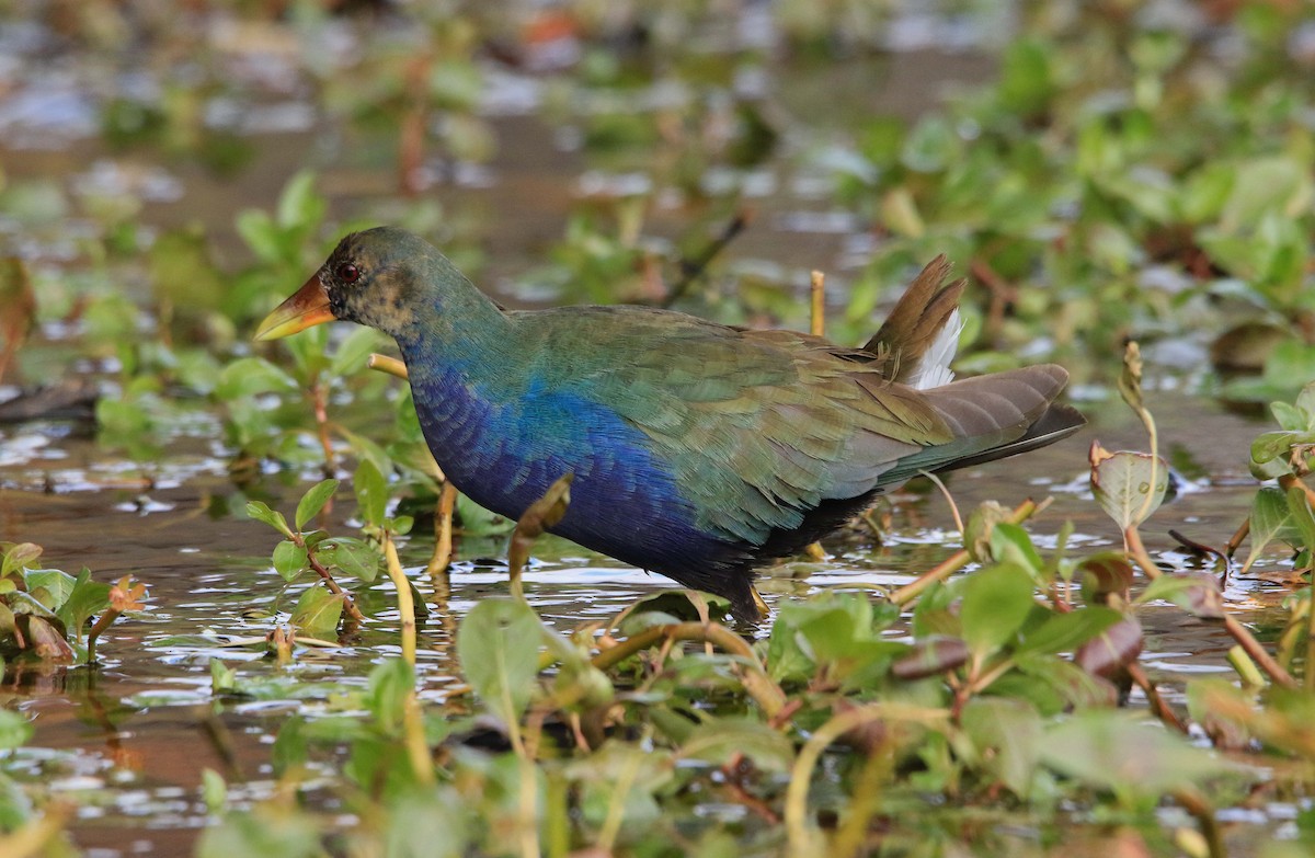 Uroilo urdin amerikarra - ML645015184