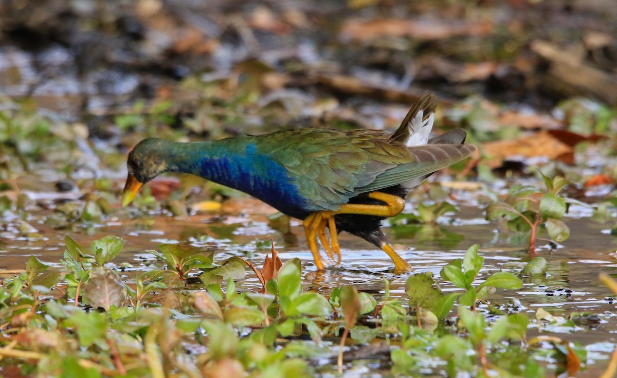 Uroilo urdin amerikarra - ML645015185