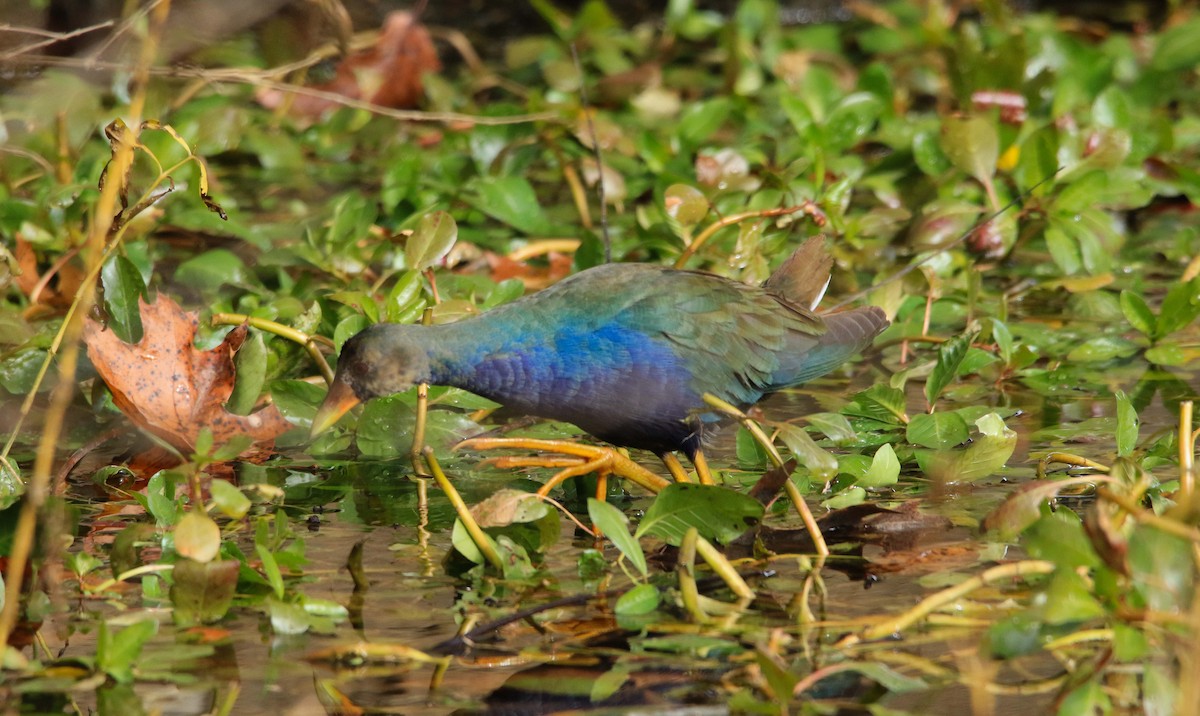 Uroilo urdin amerikarra - ML645015189