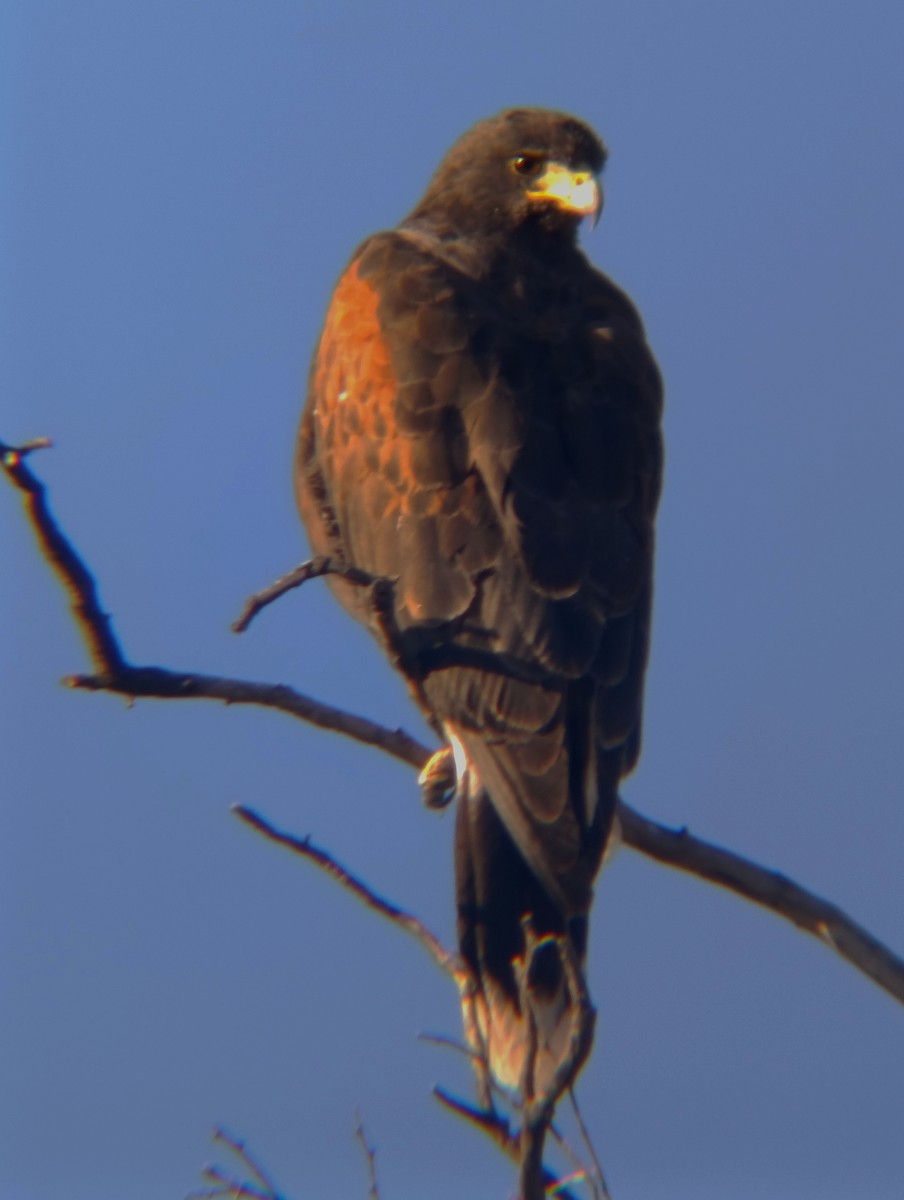 Harris's Hawk - ML645015190