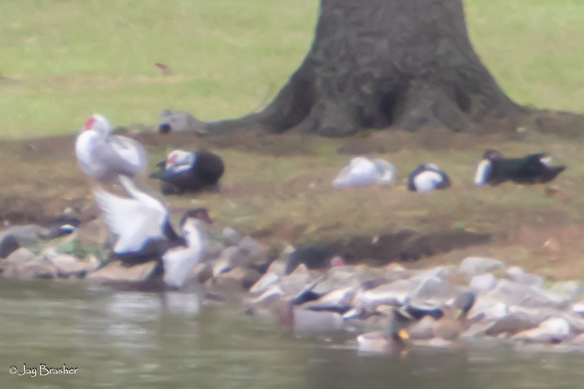 Muscovy Duck (Domestic type) - ML645015194