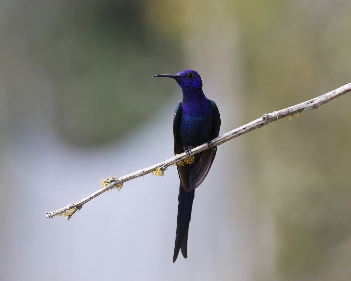 Swallow-tailed Hummingbird - ML645015196