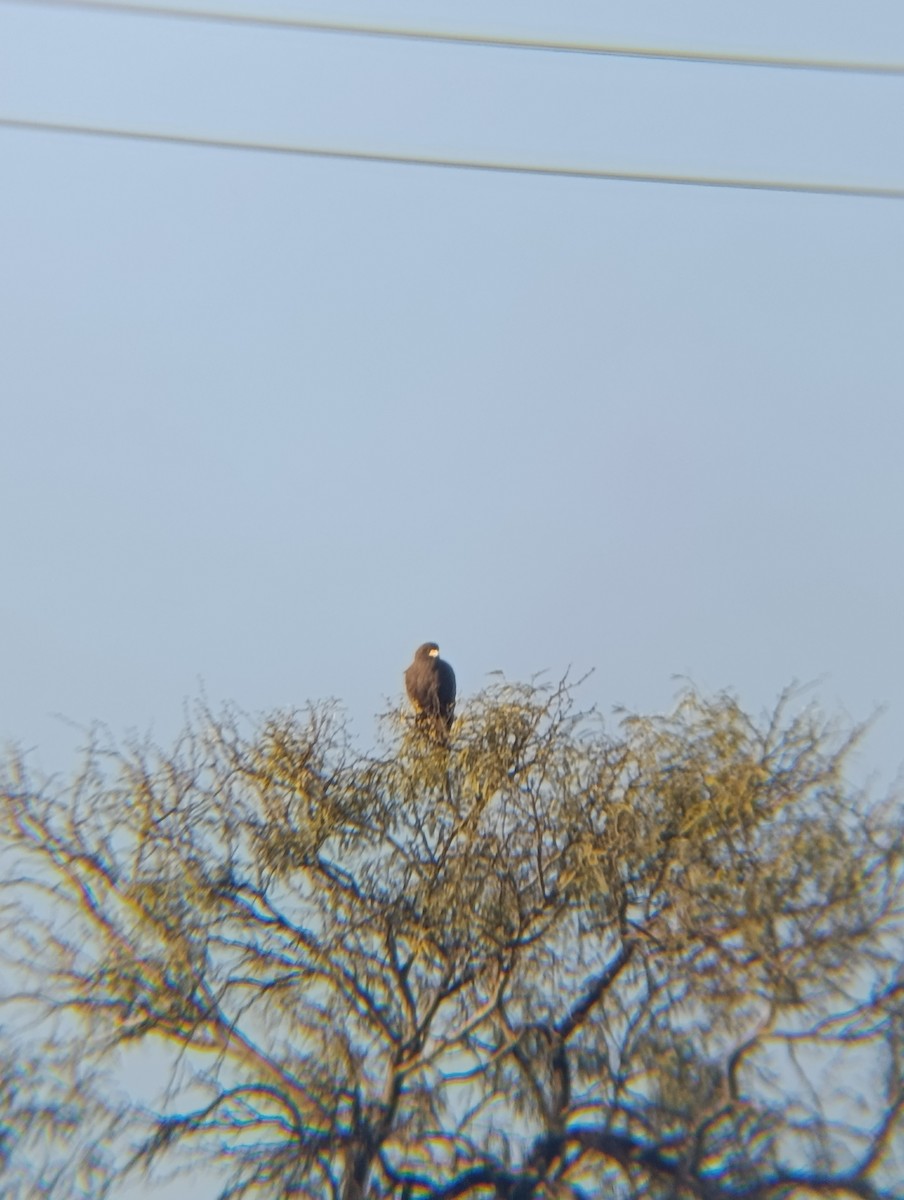 Harris's Hawk - ML645015237