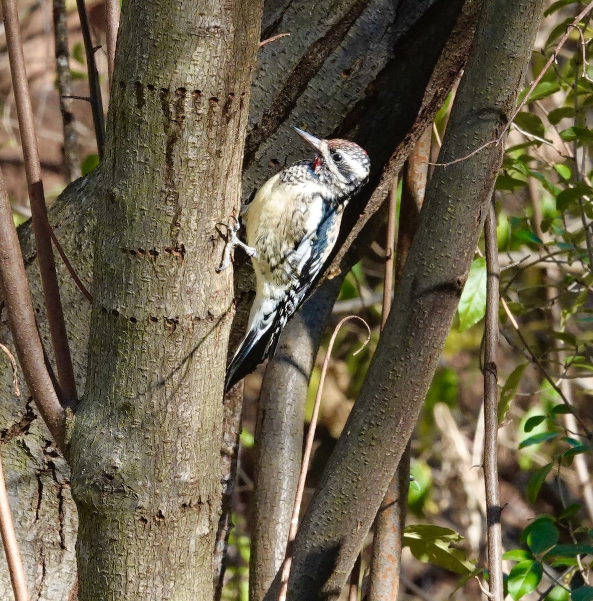 Yellow-bellied Sapsucker - ML645015240