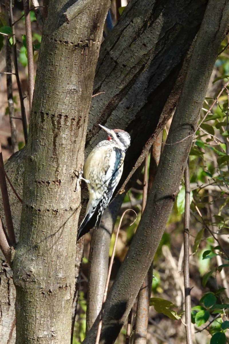 Yellow-bellied Sapsucker - ML645015241