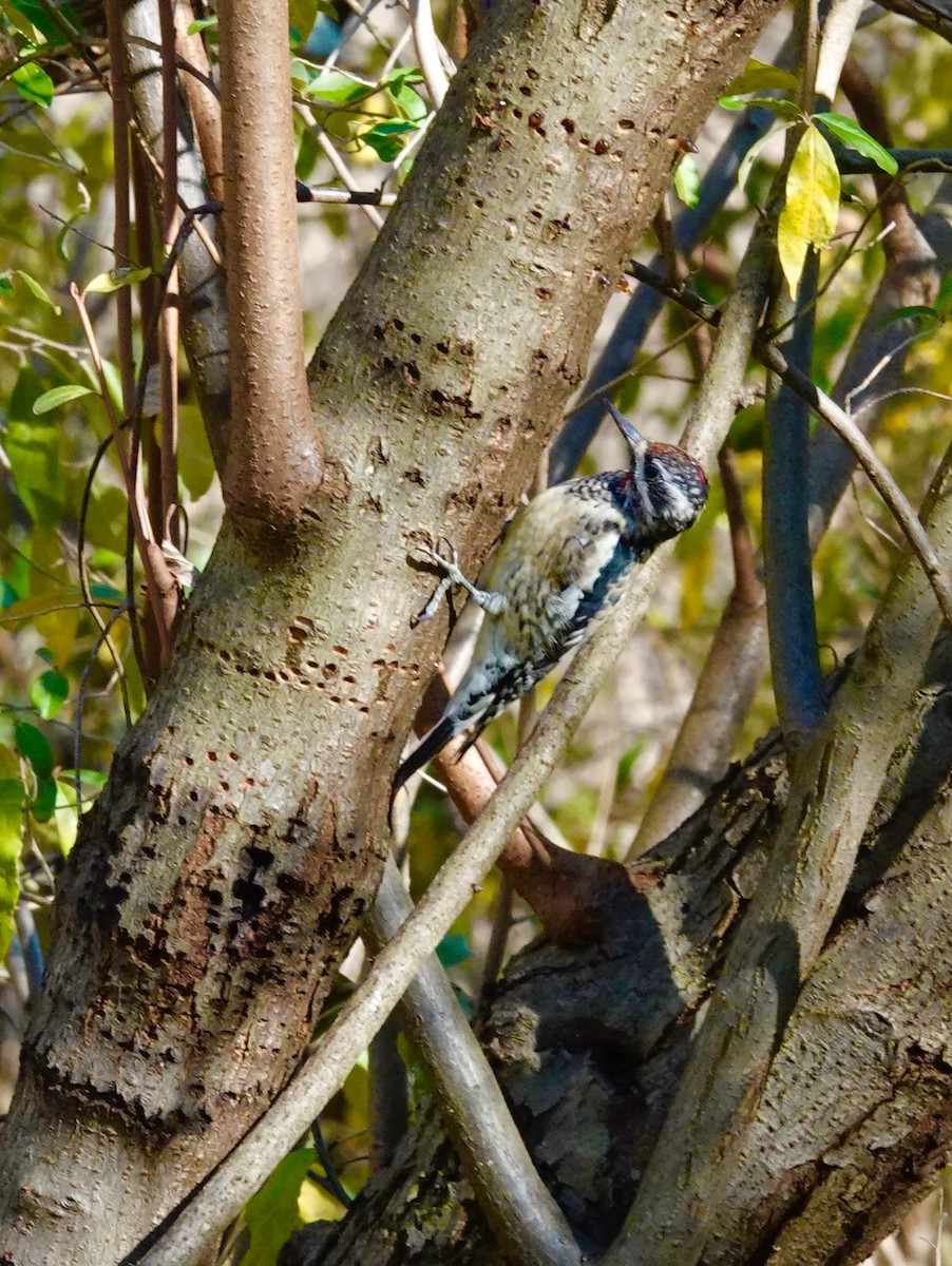 Yellow-bellied Sapsucker - ML645015242