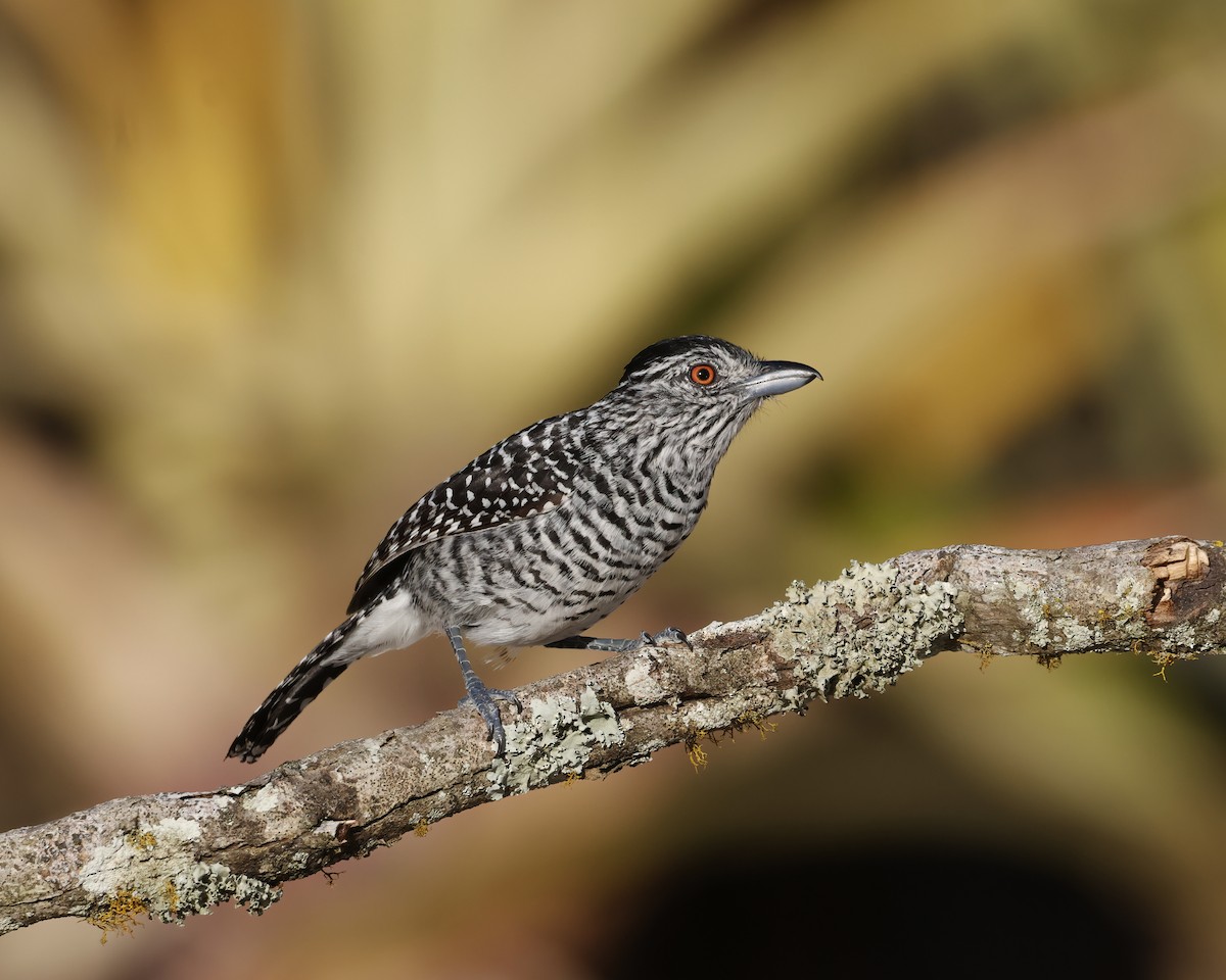 Batará Barrado (capistratus) - ML645015243