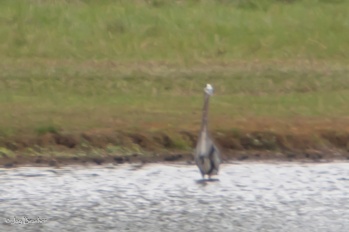 Great Blue Heron - ML645015253
