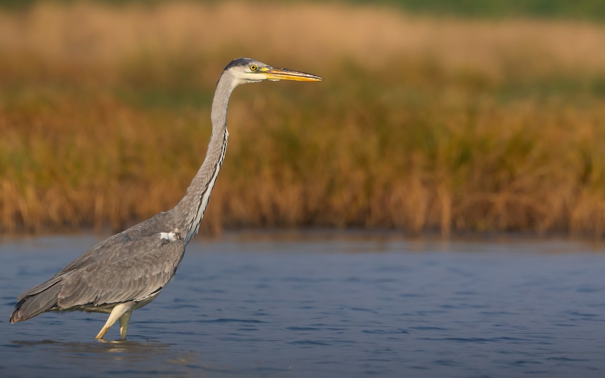 Gray Heron - ML645015256