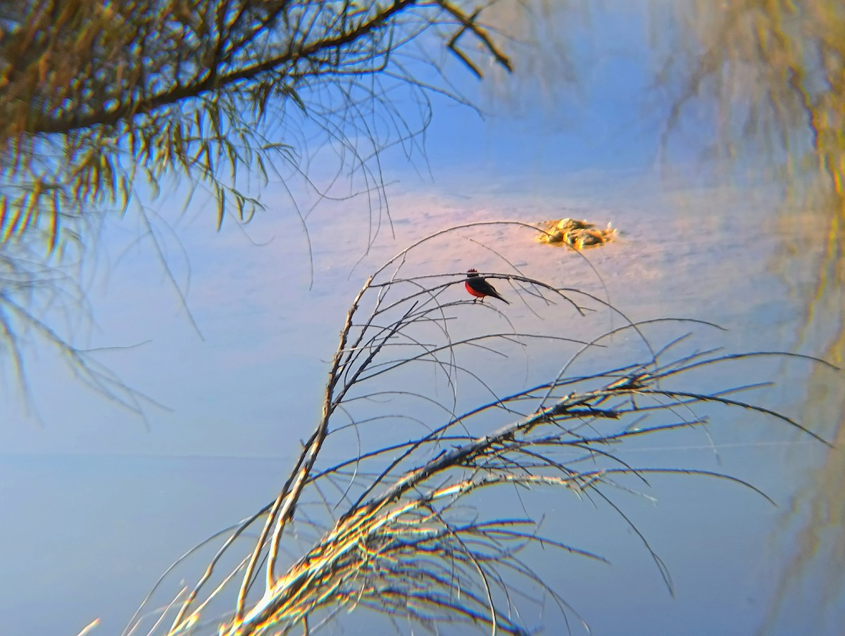 Vermilion Flycatcher - ML645015264