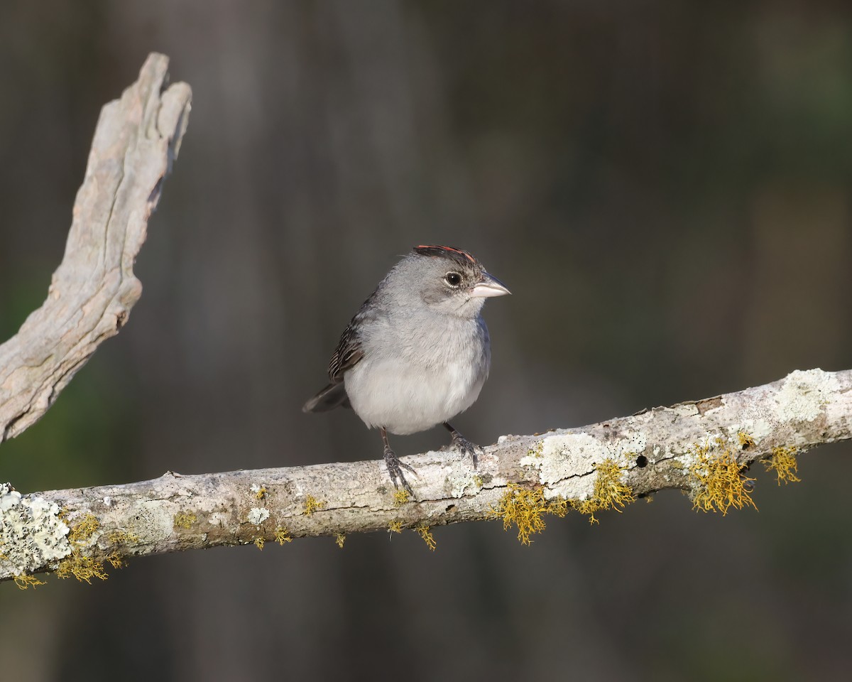 Pileated Finch - ML645015265