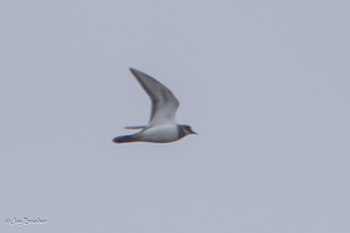 Killdeer - ML645015268