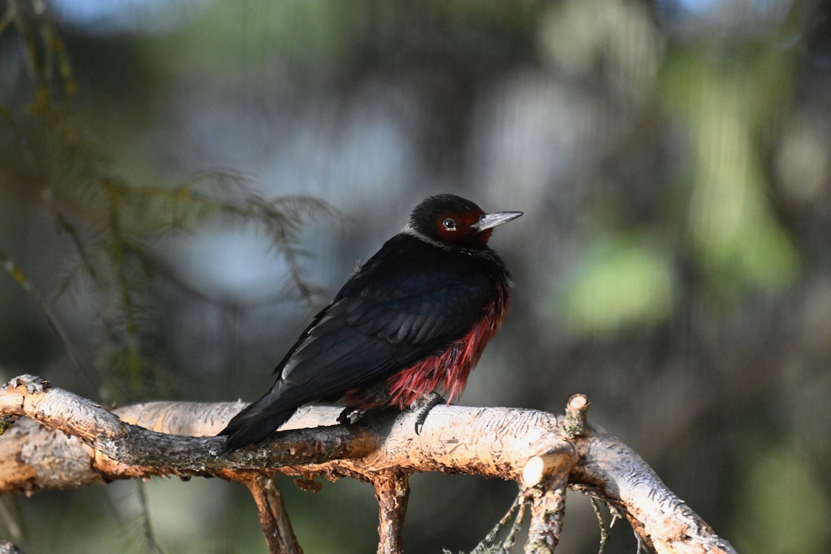 Lewis's Woodpecker - ML645015269