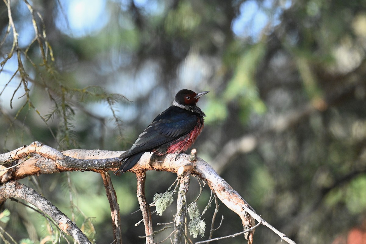 Lewis's Woodpecker - ML645015270