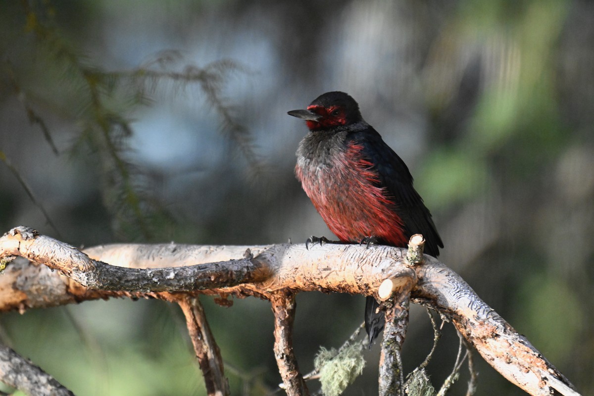 Lewis's Woodpecker - ML645015271
