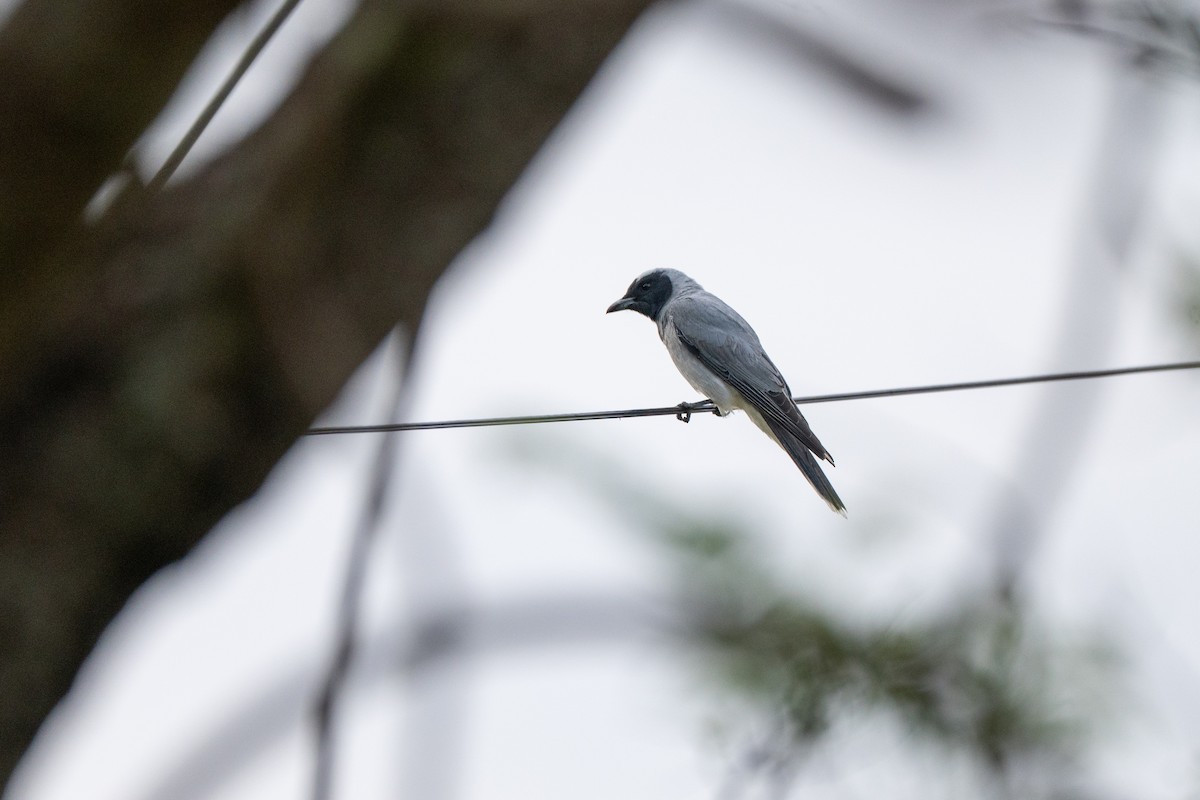 Black-faced Cuckooshrike - ML645015277