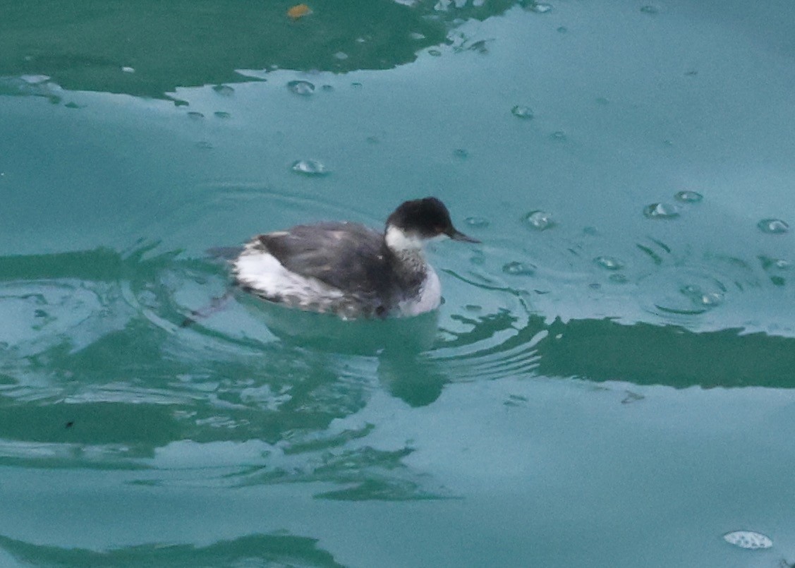 potápka černokrká - ML645015278