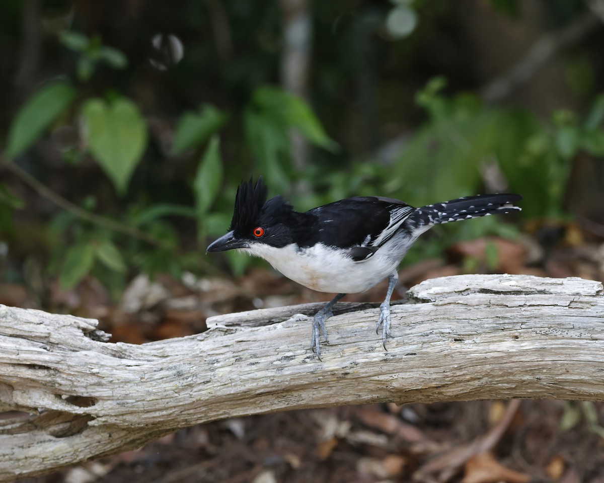 Great Antshrike - ML645015279
