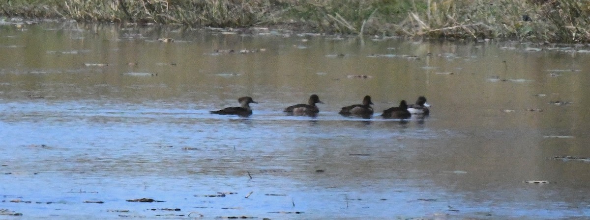 Smergo dal cappuccio - ML645015283