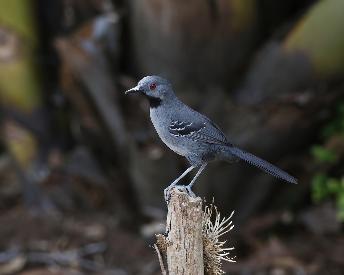 Slender Antbird - ML645015287