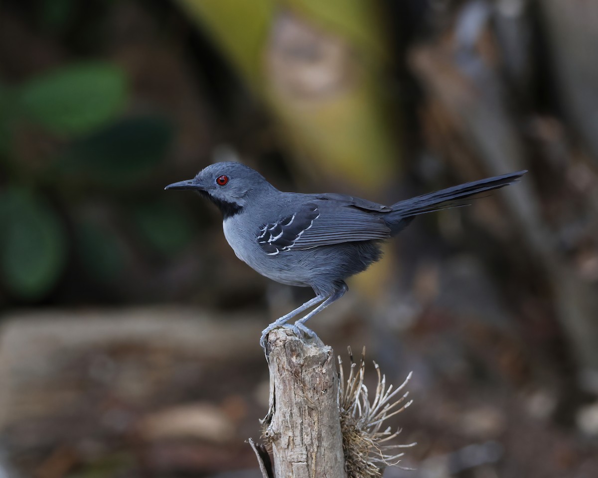 Slender Antbird - ML645015288