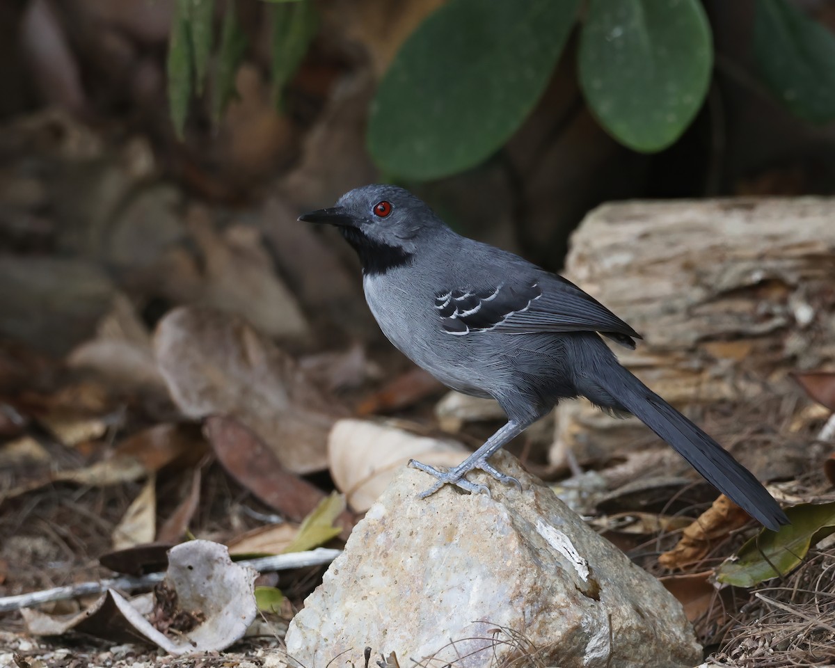 Slender Antbird - ML645015289