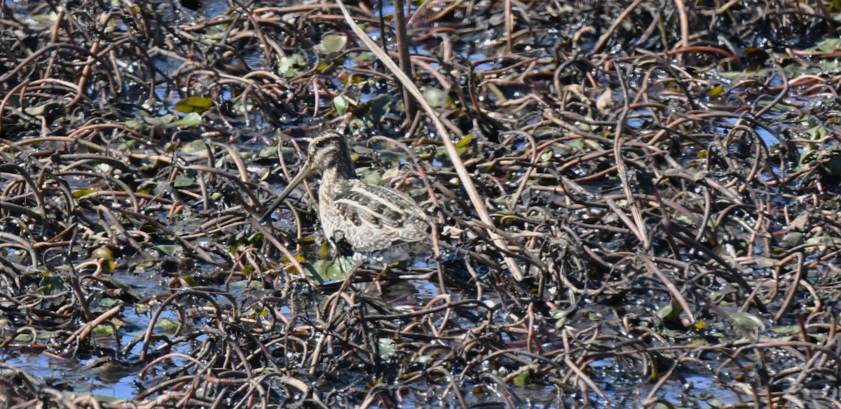 Wilson's Snipe - ML645015295