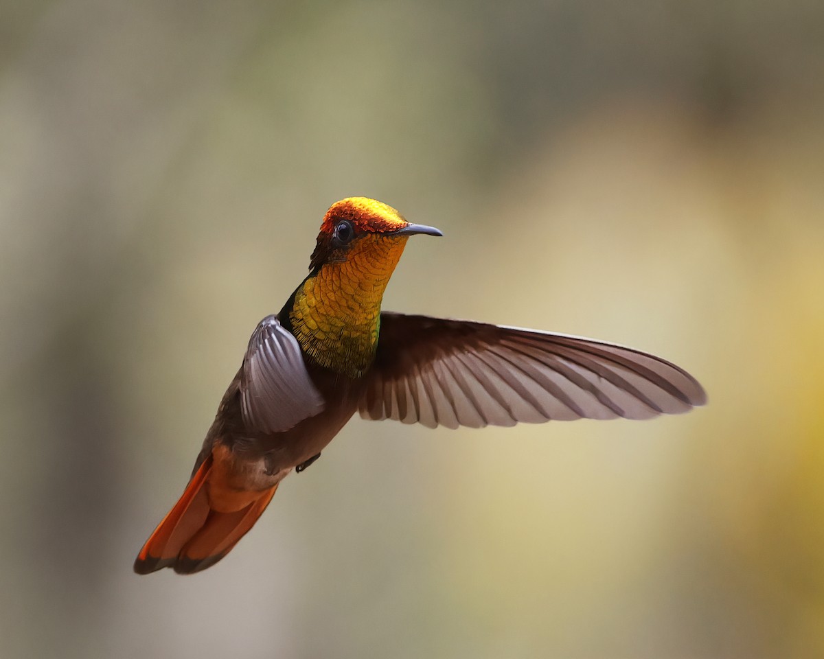 Ruby-topaz Hummingbird - ML645015303