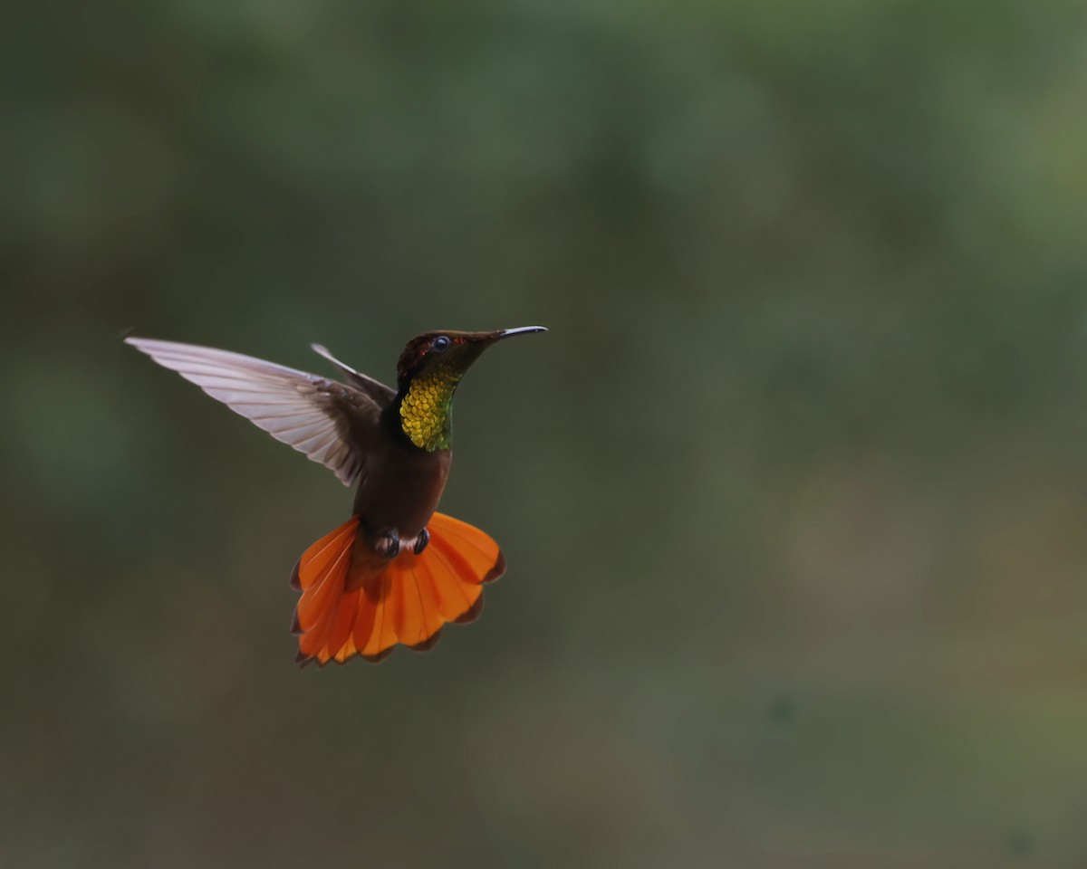 Ruby-topaz Hummingbird - ML645015304