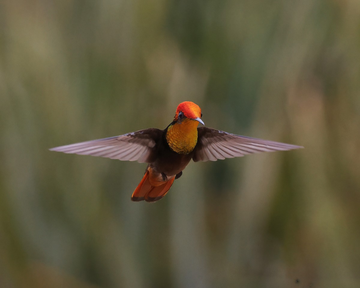 Ruby-topaz Hummingbird - ML645015305