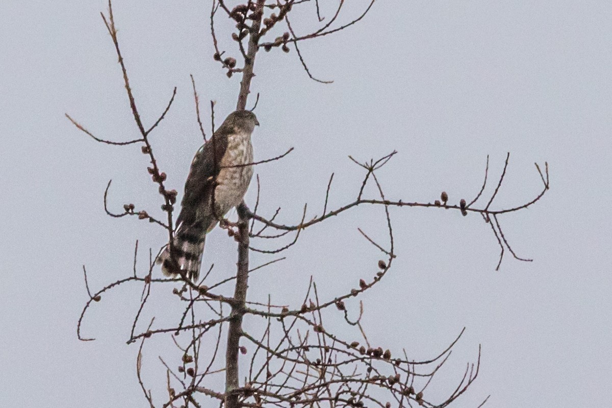 Sharp-shinned Hawk - ML645015307