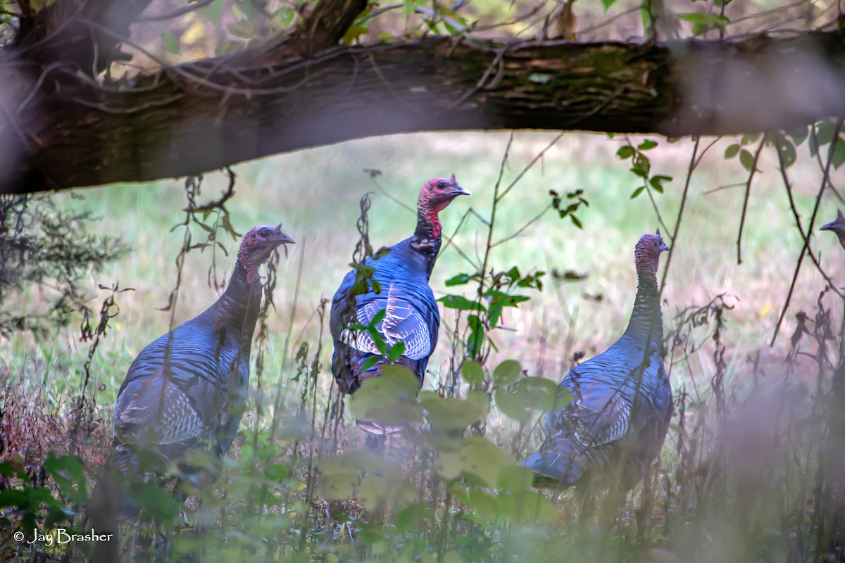 Wild Turkey - ML645015308