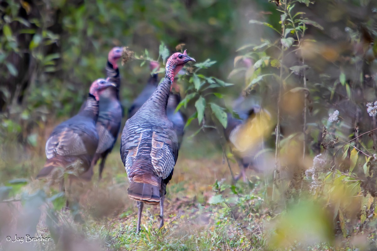 Wild Turkey - ML645015309