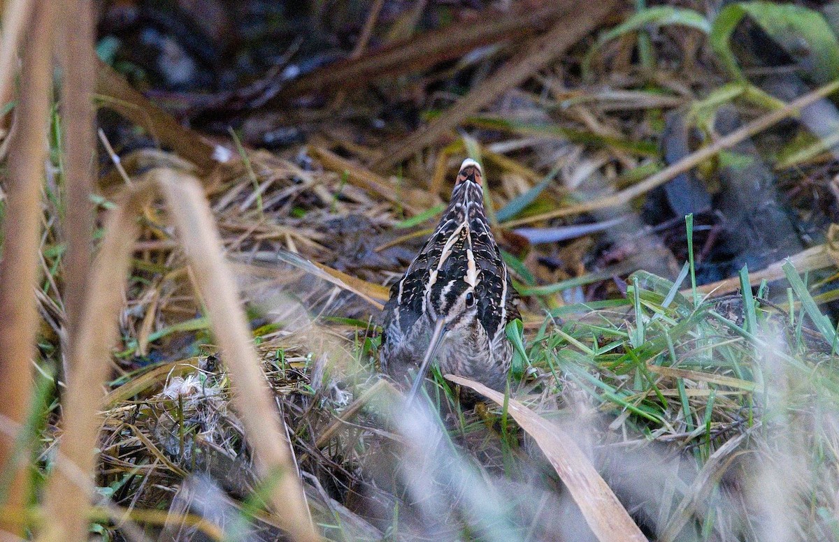 חרטומית ביצות - ML645015323