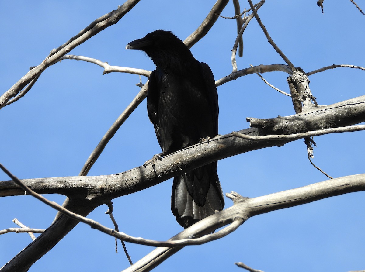 Grand Corbeau - ML645015326