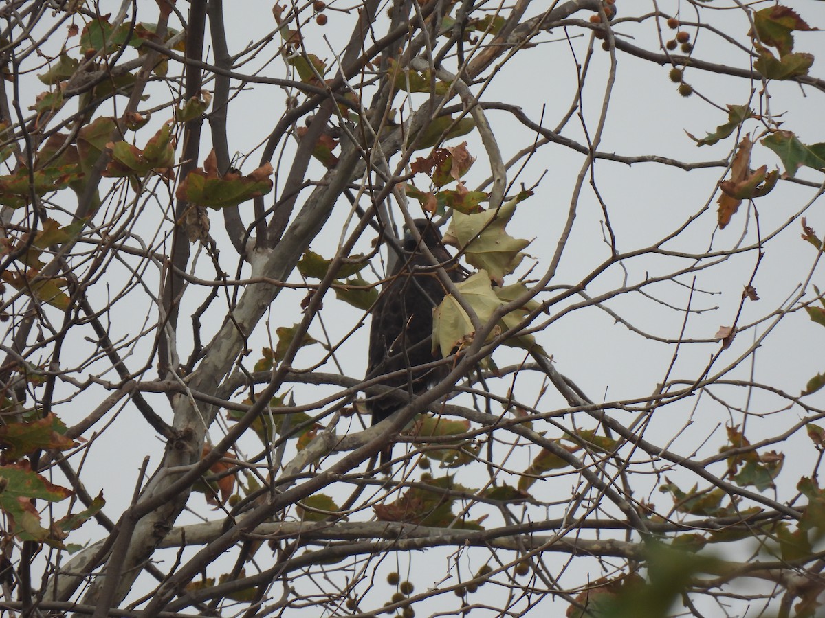 Red-tailed Hawk - ML645015331