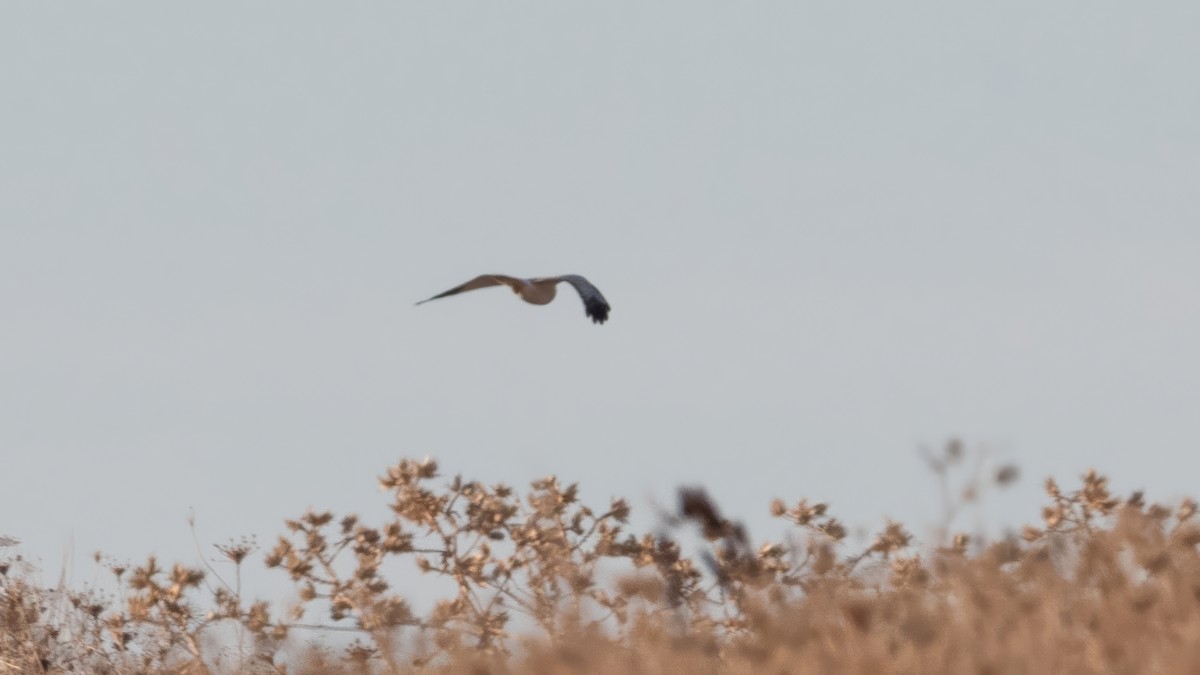 Hen Harrier - ML645015363
