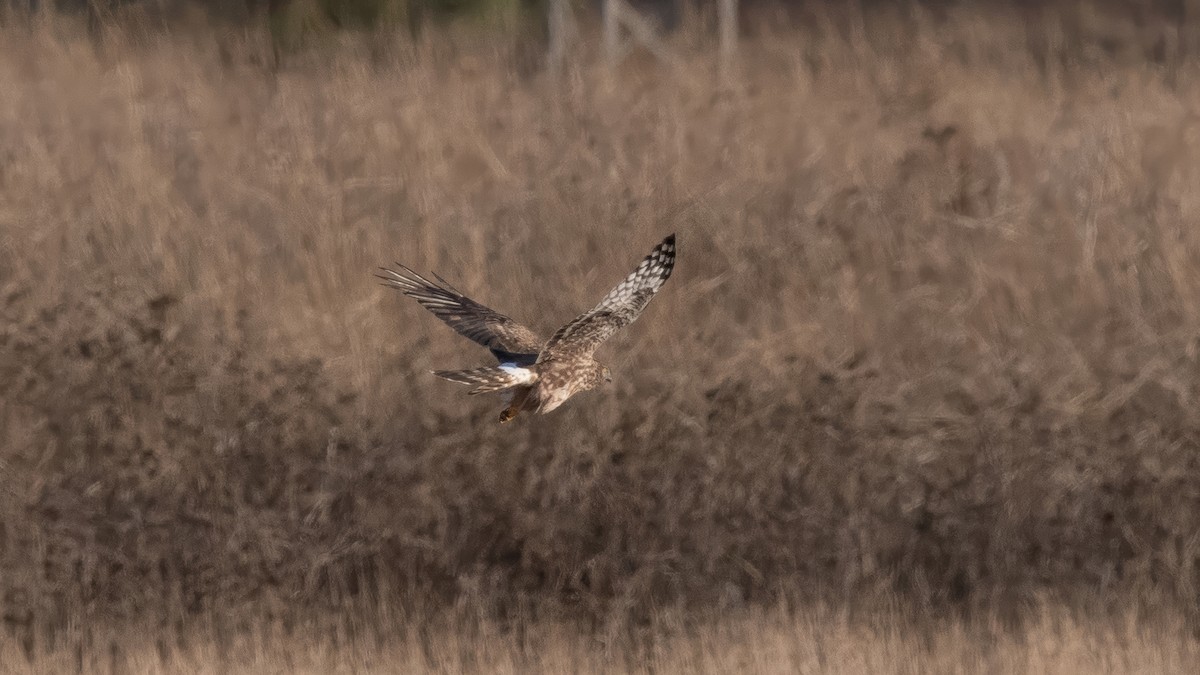 Hen Harrier - ML645015364