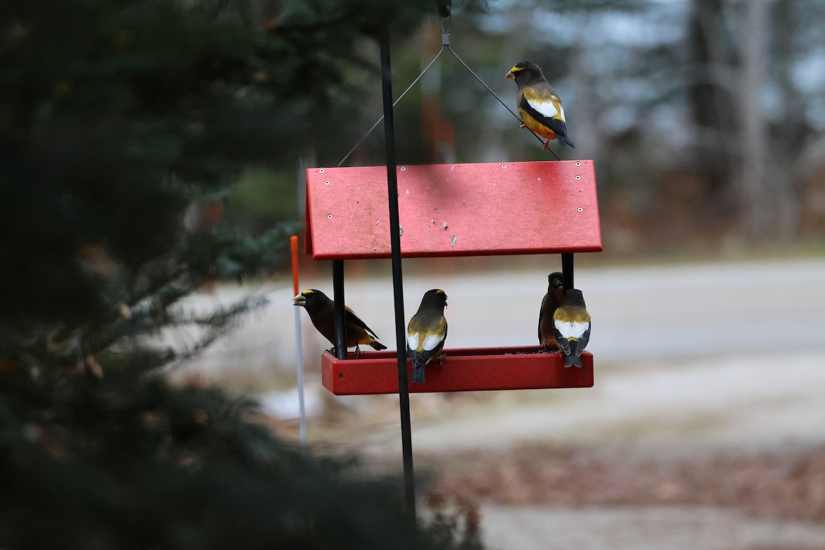 Evening Grosbeak - ML645015366