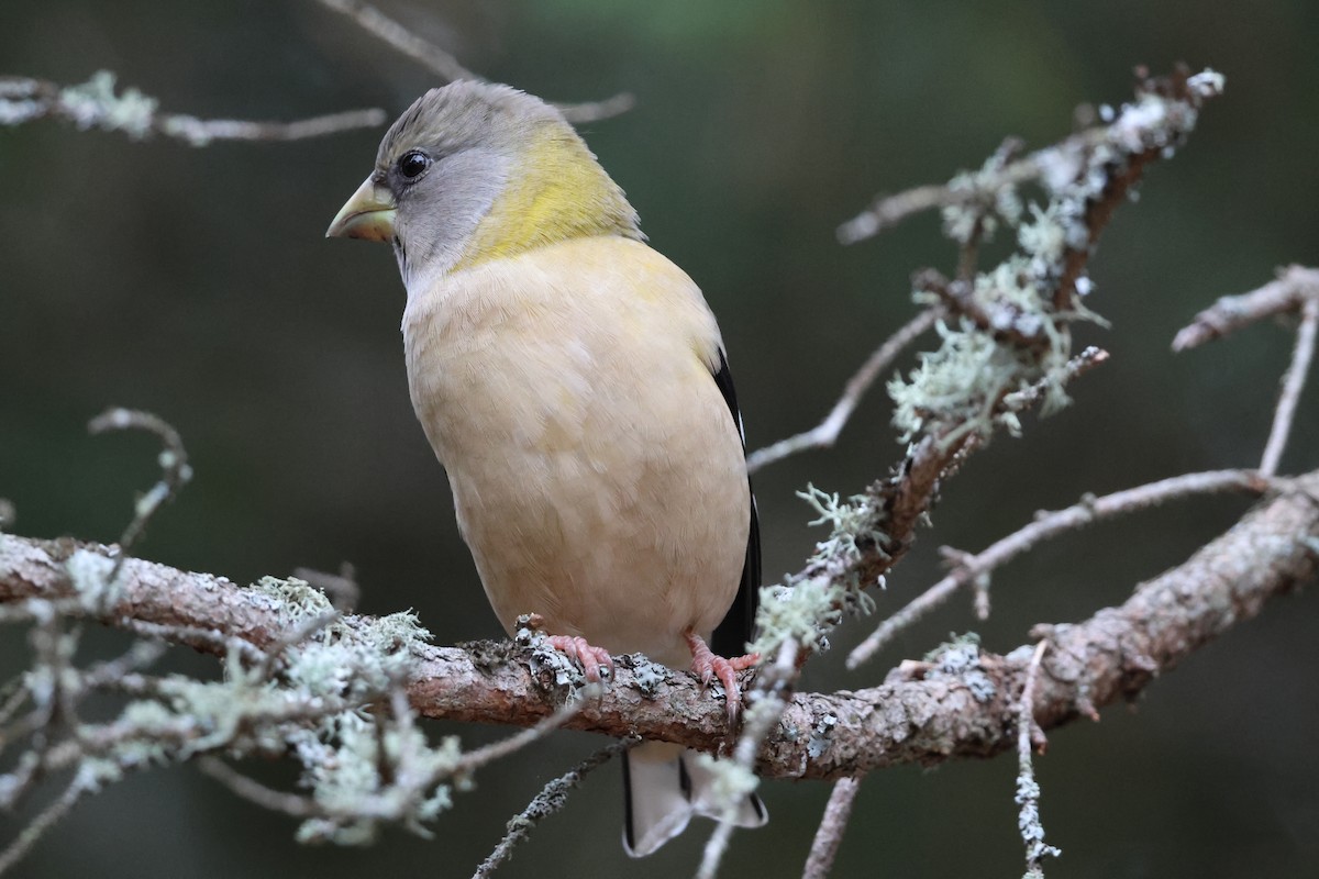 Evening Grosbeak - ML645015367