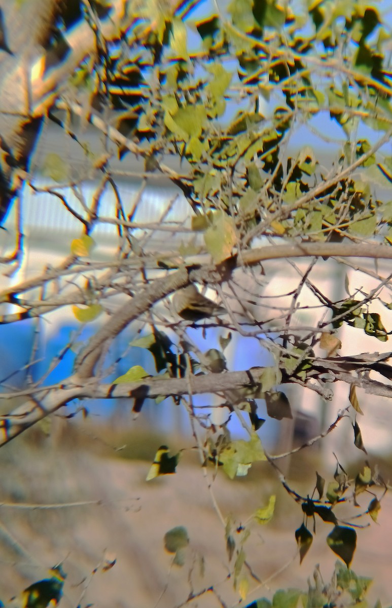 Ruby-crowned Kinglet - ML645015375