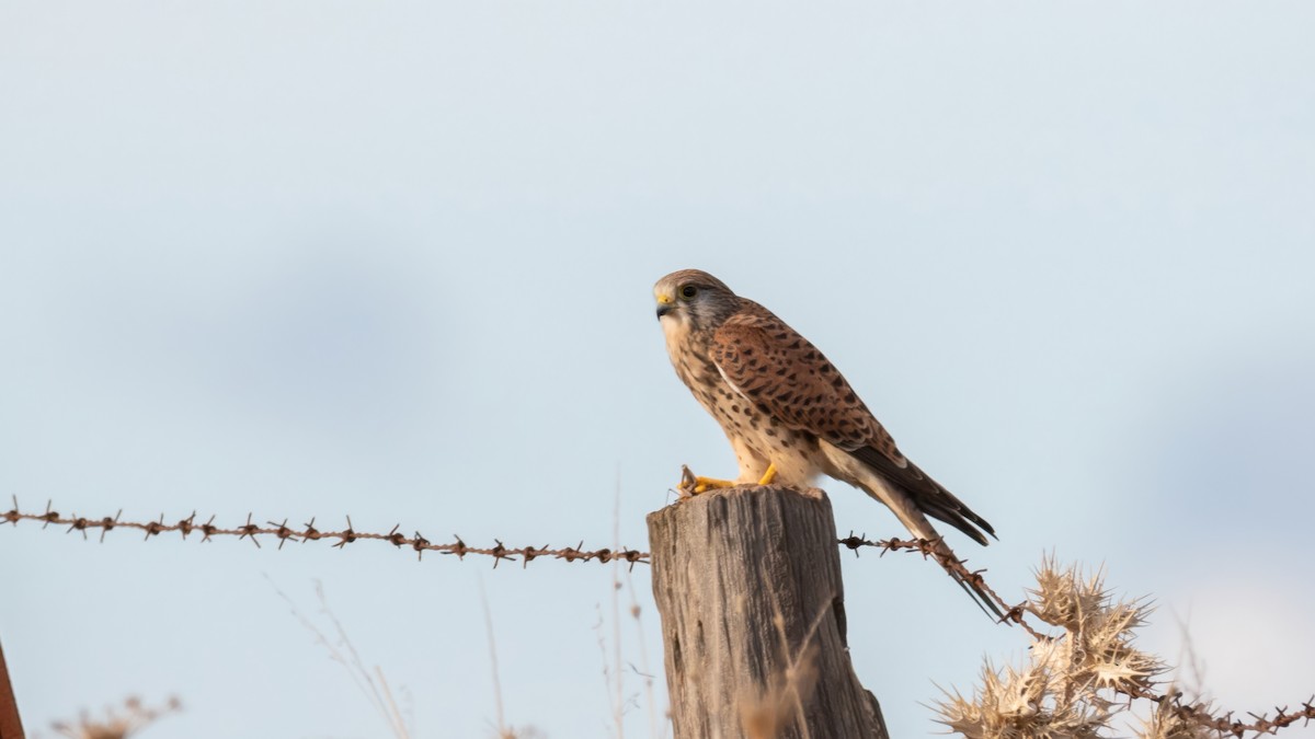 Eurasian Kestrel - ML645015376