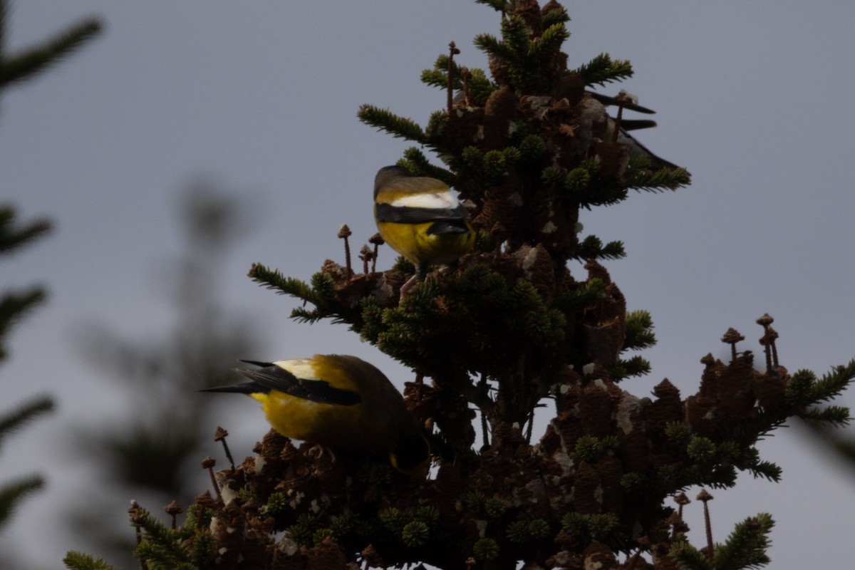 Evening Grosbeak - ML645015378