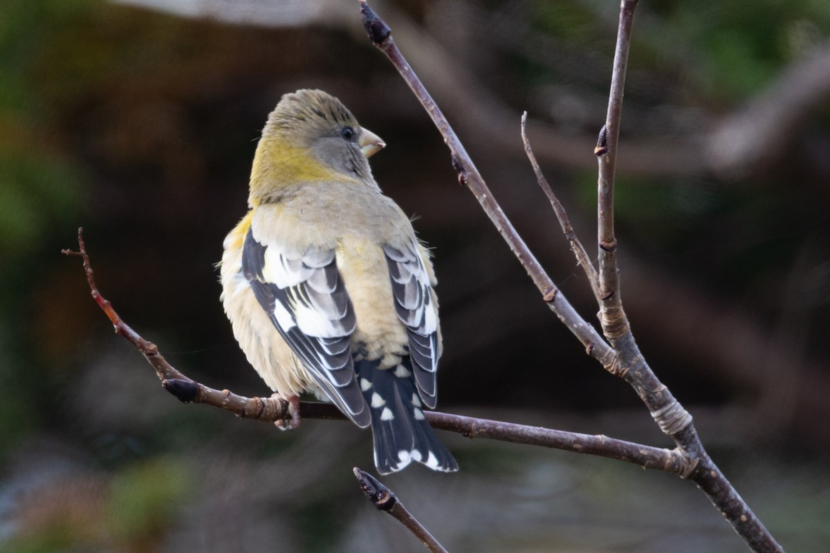 Evening Grosbeak - ML645015379
