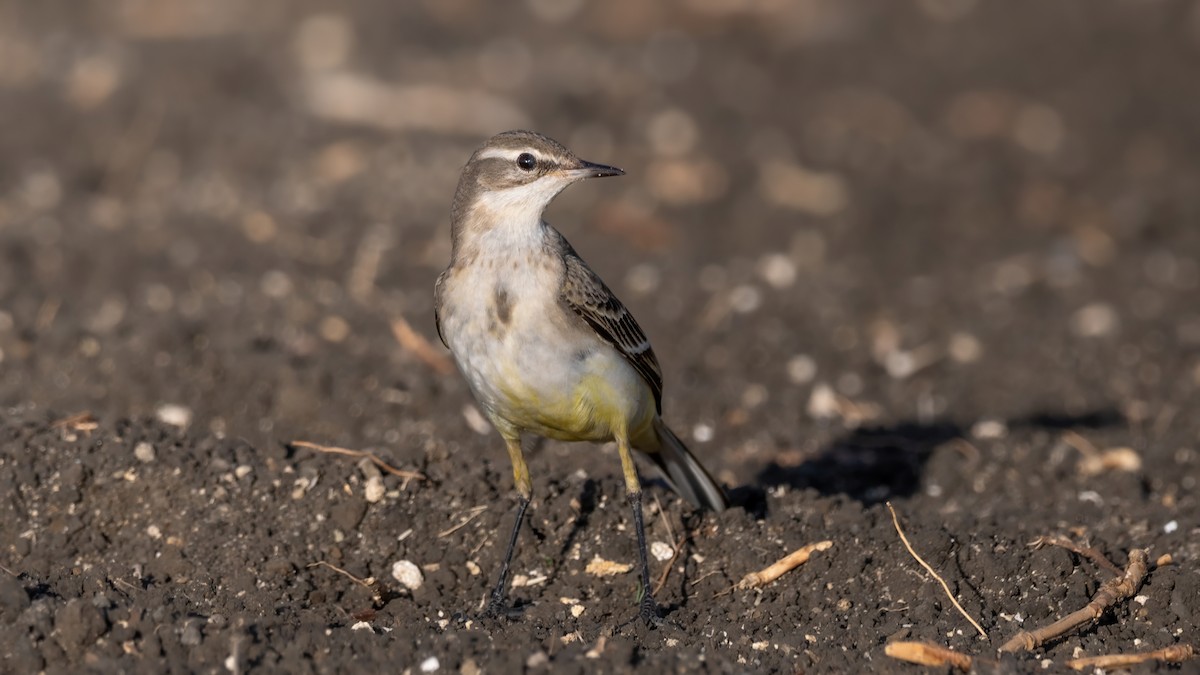 Western Yellow Wagtail - ML645015381
