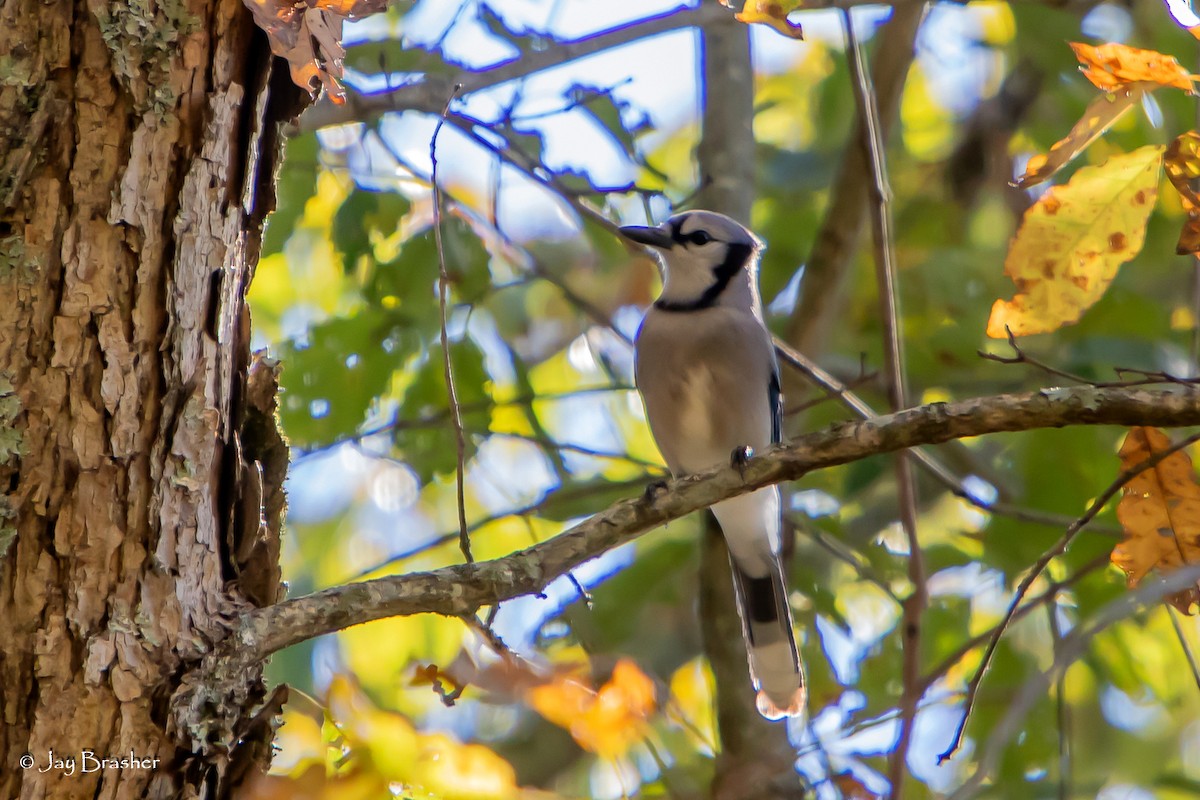 Blue Jay - ML645015384
