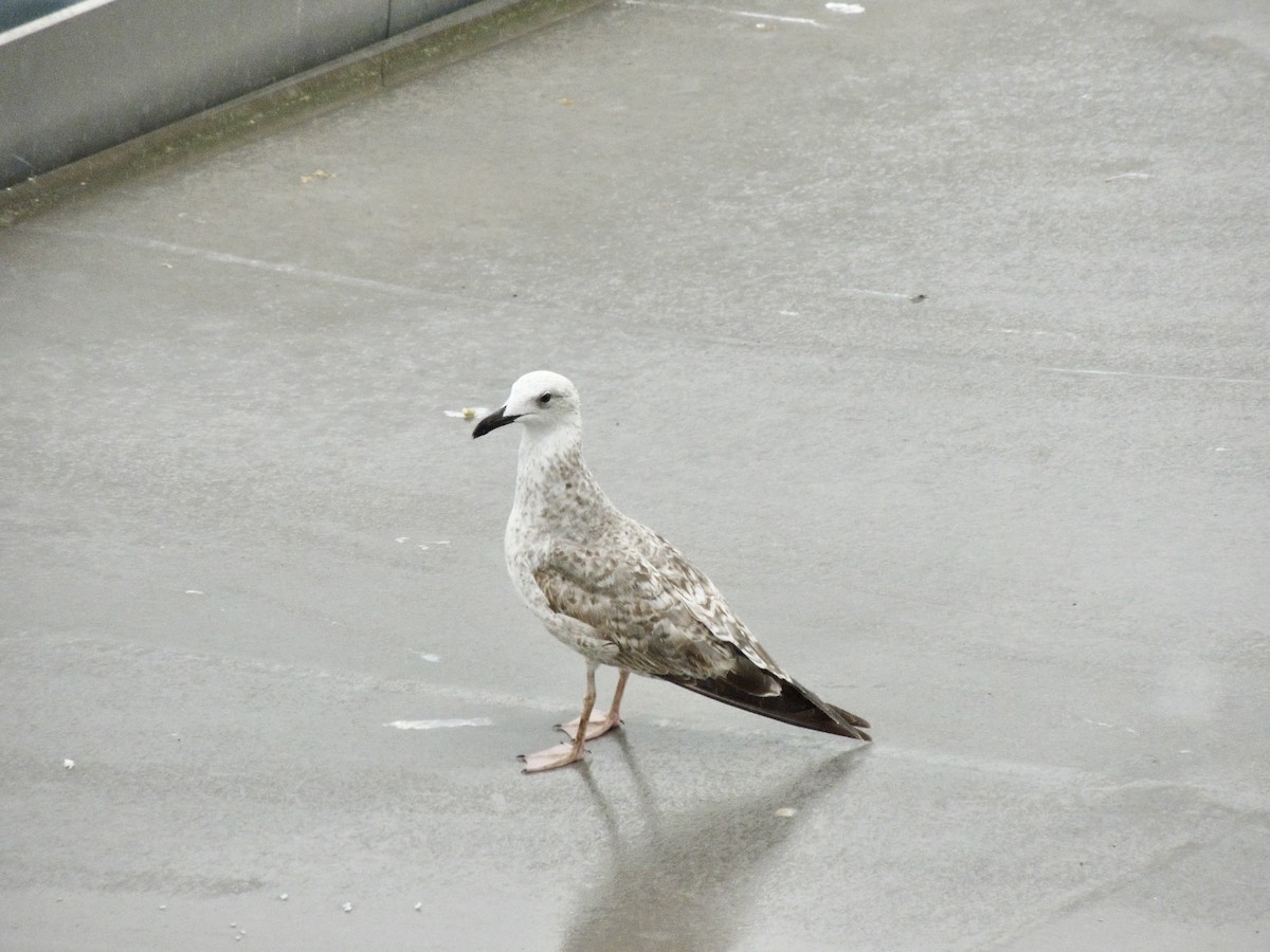 Gabbiano reale pontico - ML645015396