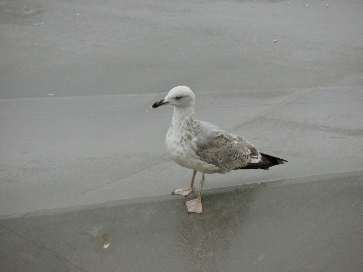 Gabbiano reale pontico - ML645015397