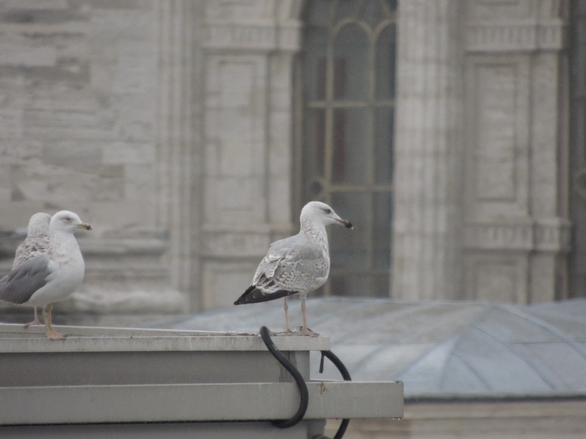 Gabbiano reale pontico - ML645015398