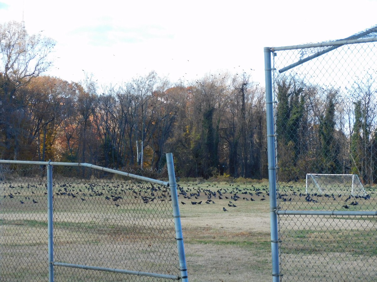 American/Fish Crow - ML645015405